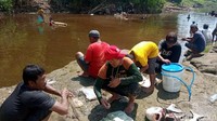 Diketahui, fenomena  ikan mabuk atau teler ini oleh warga setempat disebut pladu. Kondisi pladu membuat ikan lemas namun tidak mati sehingga nampak muncul di permukaan dan mudah ditangkap.  