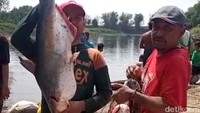 Dari pantauan detikcom, puluhan orang nampak menangkap ikan di sepanjang aliran Bengawan Solo. Berbagai jenis ikan didapatkan, seperti jepet, tawes, patin, wader dan jenis-jenis lainnya.