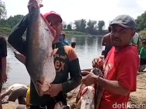 Ikan-ikan di Bengawan Solo Teler Diduga Gegara Tercemar Limbah Ciu