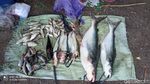 Saat Warga Berburu Ikan Teler Usai Bengawan Solo Tercemar Limbah Ciu