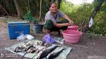 Saat Warga Berburu Ikan Teler Usai Bengawan Solo Tercemar Limbah Ciu