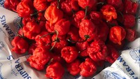 Kalau masih kurang menantang, kamu bisa tambahkan cabai Carolina Reaper segar. Siap-siap mata menangis dan bercucuran keringat . Bisa-bisa bibir jontor tersengat pedas panasnya cabai ini. Foto: detikFood/Devi S. Lestari