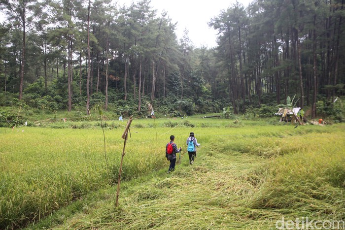 Trekking Hutan Hujan Sentul