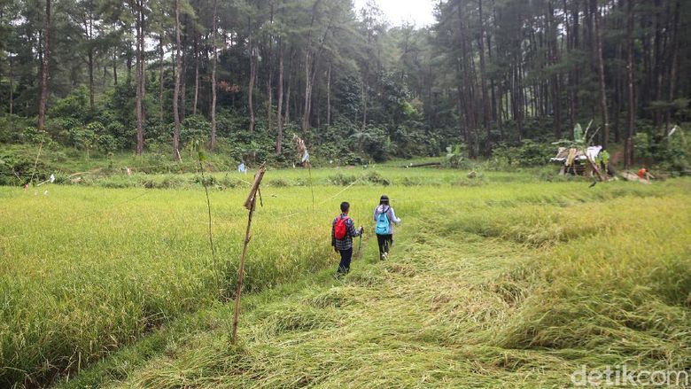 Trekking Hutan Hujan Sentul Trekking Hutan Hujan Sentul