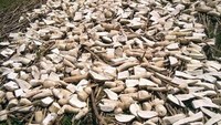 Saat ini harga gaplek yang dibuatnya mencapai harga Rp 2.100 per kilogram dari petani. Beginilah salah satu pengolahan ketela tersebut. Untuk menghilangkan zat beracun, ketela direndam selama 2 hari, biasanya umbi ketela dipotong dan dijemur hingga kering untuk menghilangkan racunnya. Biasanya dijemur selama empat hingga tujuh hari, setelah kering baru diolah kembali.