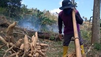 Harga ketela ini jauh lebih baik dibanding tahun sebelumnya yang hanya mencapai Rp 1.500 hingga Rp 1.700 per kilogram. Dia pun berharap harga ini terus bertahan supaya kesejahteraan petani bisa meningkat.