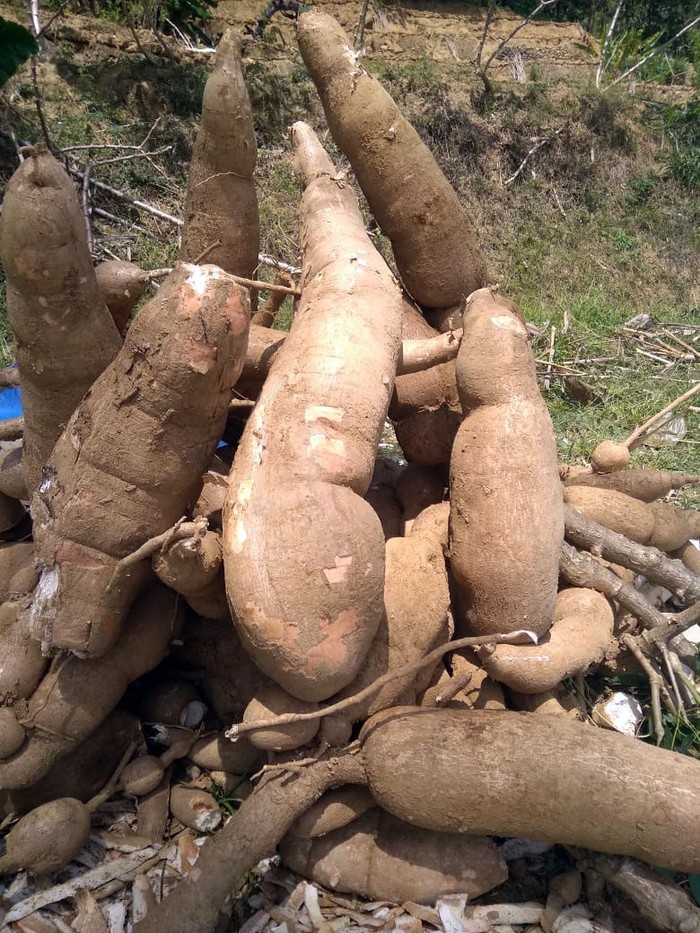 Wow! Ketela Super Besar Ini Bisa Berbobot 5 Kg Ini adalah Ketela pandemir, salah satu jenis ketela yang sering ditanam sebagai tanaman sela di Ponorogo. Bobotnya bisa sampe ada yang 5 kilogram loh.