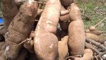 Wow! Ketela Pandemir Ini Bisa Berbobot 5 Kg