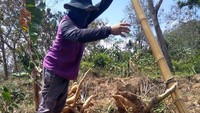 Petani ketela di Desa Pangkal, Kecamatan Sawoo, Jairan (40) ini sedang mencabut ketela yang ditanamnya selama kurang lebih satu tahun.