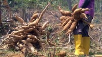 Jairan menjelaskan ketela pandemir jadi salah satu komoditas andalan warga setempat. Sebab, ketela ini paling cocok diolah jadi makanan tradisional, gaplek.
