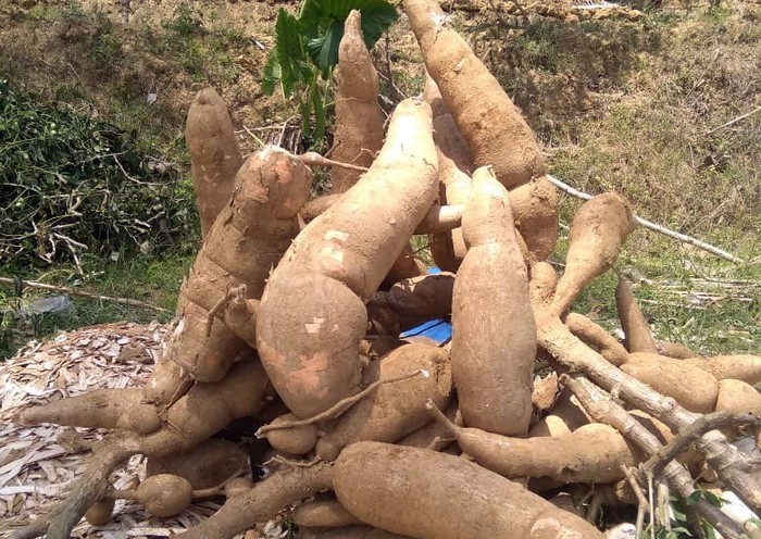 Wow! Ketela Super Besar Ini Bisa Berbobot 5 Kg Ini adalah Ketela pandemir, salah satu jenis ketela yang sering ditanam sebagai tanaman sela di Ponorogo. Bobotnya bisa sampe ada yang 5 kilogram loh.