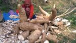 Wow! Ketela Pandemir Ini Bisa Berbobot 5 Kg