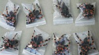 Petugas bandara Schiphol di Amsterdam terkaget-kaget ketika membuka koper pasutri asal Jerman yang isinya ada 200 tarantula hidup yang katanya oleh-oleh dari liburan mereka di Afrika. Foto: Dok. Brightside