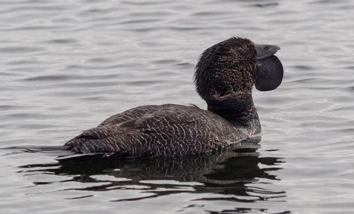 bebek