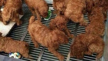 Awas ini bukan ayam goreng loh... Foto: dok Reddit via Bored Panda