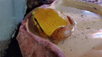 Ngiler melihatnya? Tapi itu bukan cheeseburger loh detikers... melainkan katak. Foto: dok Reddit via Bored Panda