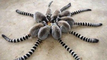 Ini bukan laba-laba langka.  Foto: dok Reddit via Bored Panda