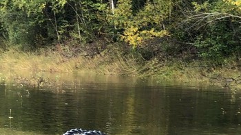 Awas ada aligator... tapi bukan... Itu adalah ban mobil. Foto: dok Reddit via Bored Panda