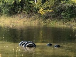 Berani Lihat Foto Ini Sekilas? Awas Mata Tertipu!