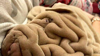 Ada yang mengira ini handuk atau selimut? Bukan detikers, itu adalah anjing. Foto: dok Reddit via Bored Panda