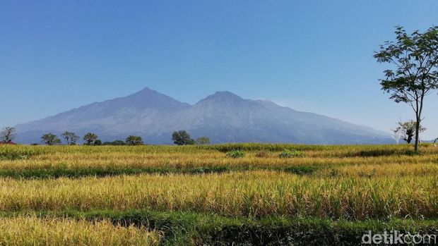 Rencana pembukaan jalur pendakian Gunung Arjuno-Welirang ditunda. Penundaan dilakukan karena ada perbaikan sistem registrasi online.