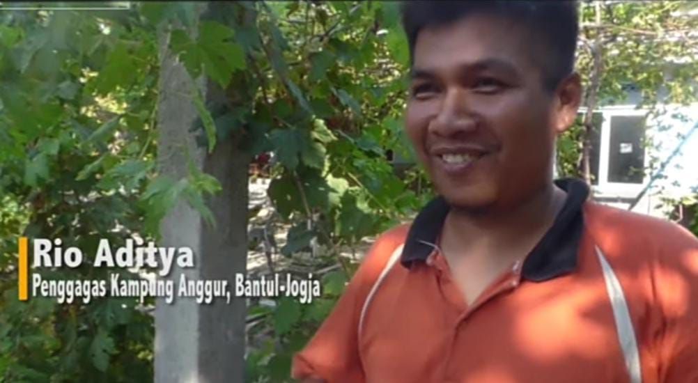 Inspiratif! Kisah Guru SD di Bantul yang Sukses Jadi Petani Anggur
