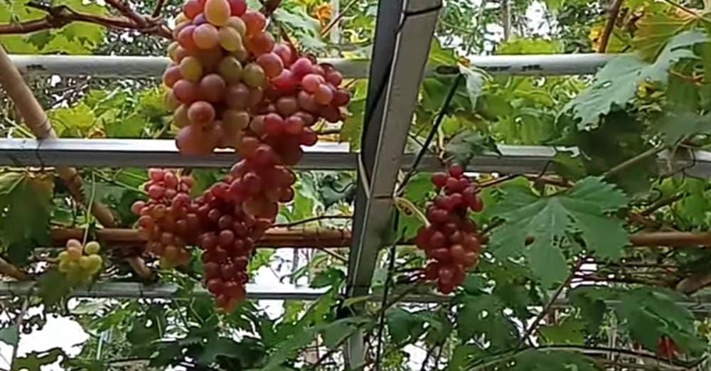 Inspiratif! Kisah Guru SD di Bantul yang Sukses Jadi Petani Anggur
