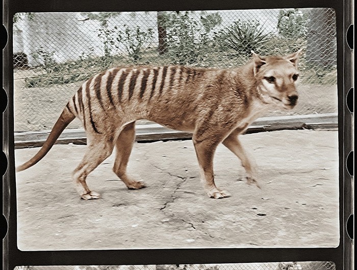 Harimau Tasmania dalam klip