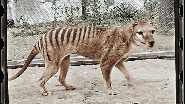 Harimau Tasmania dalam klip