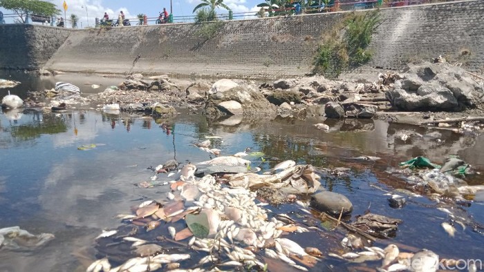 Ikan-ikan di Sungai Dengkeng Klaten mati mendadak, Kamis (9/8/2021).