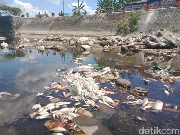 Ikan-ikan di Sungai Dengkeng Klaten mati mendadak, Kamis (9/8/2021).