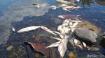 Ini Biang Kerok Ribuan Ikan di Anak Sungai Bengawan Solo Klaten Mati
