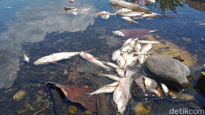Ini Biang Kerok Ribuan Ikan di Anak Sungai Bengawan Solo Klaten Mati Ribuan ikan dari berbagai jenis di anak sungai Bengawan Solo, Sungai Dengkeng, Kecamatan Cawas, Klaten mati mendadak. Ini foto-fotonya!