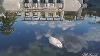 Akibat banyaknya ikan yang mati mengapung, bau busuknya menyebar ke lokasi sekitar sungai.