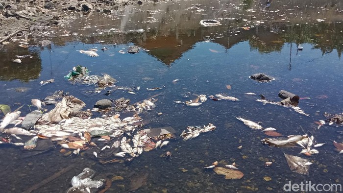 Ribuan ikan dari berbagai jenis di anak sungai Bengawan Solo, Sungai Dengkeng, Kecamatan Cawas, Klaten mati mendadak. Ini foto-fotonya!