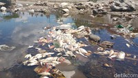 Lokasi yang ditemukan ikan mati hanya di bendung tukuman ke hilir. Kasi perikanan Dinas pertanian ketahanan pangan dan perikanan Pemkab Klaten, Murtopo menduga ada dua Penyebab. Bisa jadi karena ada polutan atau karena cuaca akibat musim kemarau.