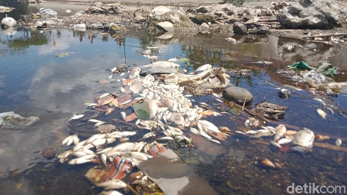 Ini Biang Kerok Ribuan Ikan di Anak Sungai Bengawan Solo Klaten Mati Ribuan ikan dari berbagai jenis di anak sungai Bengawan Solo, Sungai Dengkeng, Kecamatan Cawas, Klaten mati mendadak. Ini foto-fotonya!