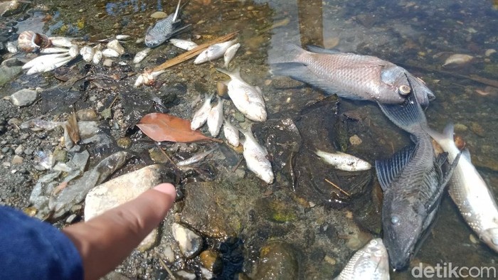 Ini Biang Kerok Ribuan Ikan di Anak Sungai Bengawan Solo Klaten Mati Ribuan ikan dari berbagai jenis di anak sungai Bengawan Solo, Sungai Dengkeng, Kecamatan Cawas, Klaten mati mendadak. Ini foto-fotonya!