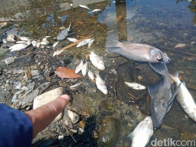 Ini Biang Kerok Ribuan Ikan di Anak Sungai Bengawan Solo Klaten Mati
