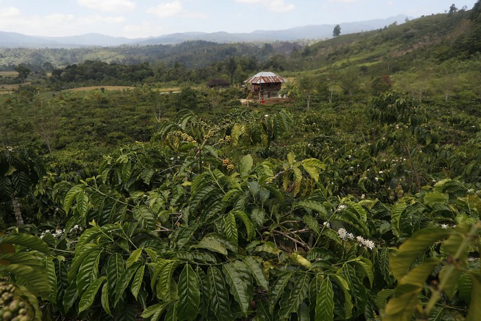 Lahan Perkebunan Kopi di Desa Pelakat, Semende Darat Laut