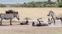 Daerah ini merupakan rumah bagi 150 ribu rusa kutub Loita yang tak bermigrasi tahunan. Menariknya lagi, ada satu juta rusa kutub dan ratusan ribu zebra yang akan melakukan migrasi hebat tahunan.