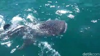 Penampakan hiu tutul tersebut menjadi momen yang langka. Pasalnya keberadaannya bisa dilihat dari jarak dekat oleh warga dan nelayan setempat.