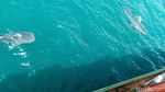 Penampakan Hiu Tutul Menepi di Perairan Pantai Paciran Lamongan