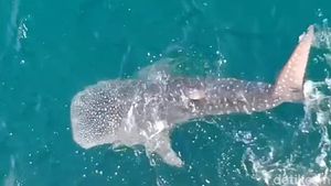 Penampakan Hiu Tutul Menepi di Perairan Pantai Paciran Lamongan