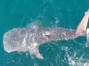 Penampakan Hiu Tutul Menepi di Perairan Pantai Paciran Lamongan