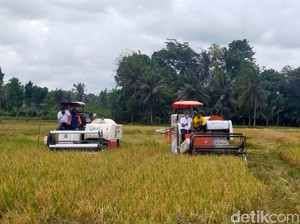 Ikut Program Makmur, Petani di Banyuwangi Semringah Panennya Berlimpah