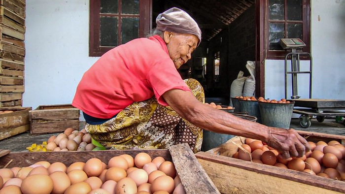Peternak bagi-bagi telur ayam gegara harga anjlok