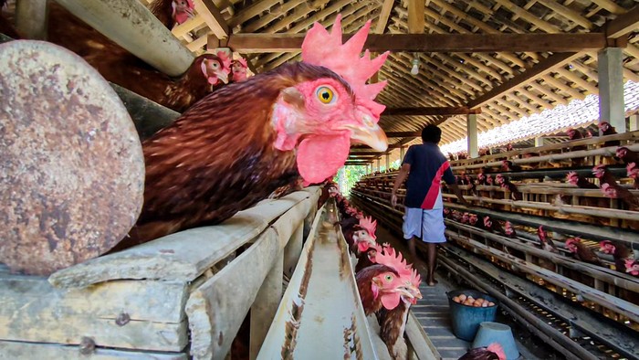 Peternak bagi-bagi telur ayam gegara harga anjlok