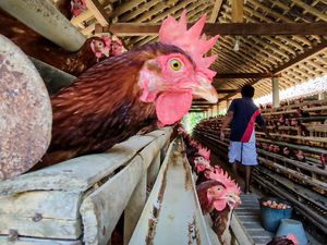 Pemerintah Diminta Cari Solusi Konkret Selamatkan Peternak Ayam Petelur