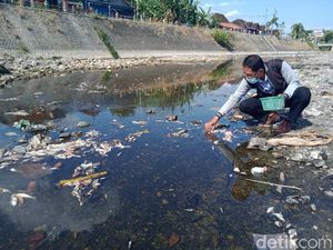 Ribuan Ikan Mati di Anak Bengawan Solo Klaten Gegara Blooming Plankton?